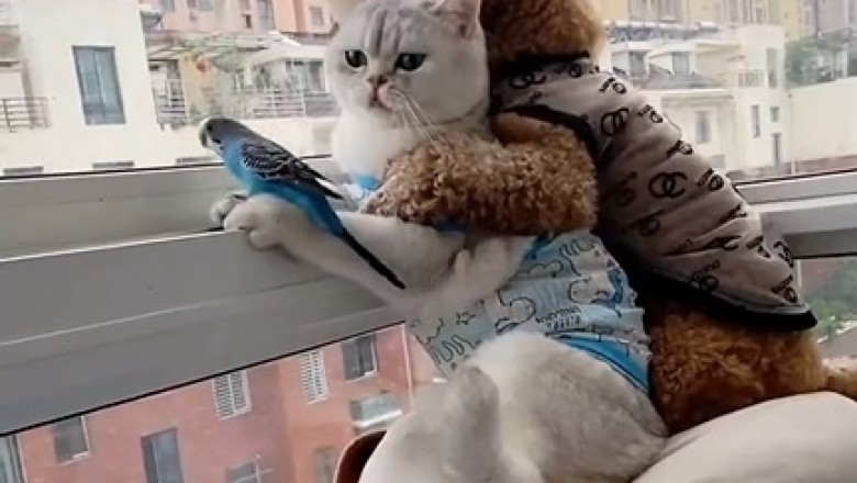 The Ultimate Balcony Buddies: Hilarious Antics of a Cat, Dog, and Parrot Will Leave You in Stitches!