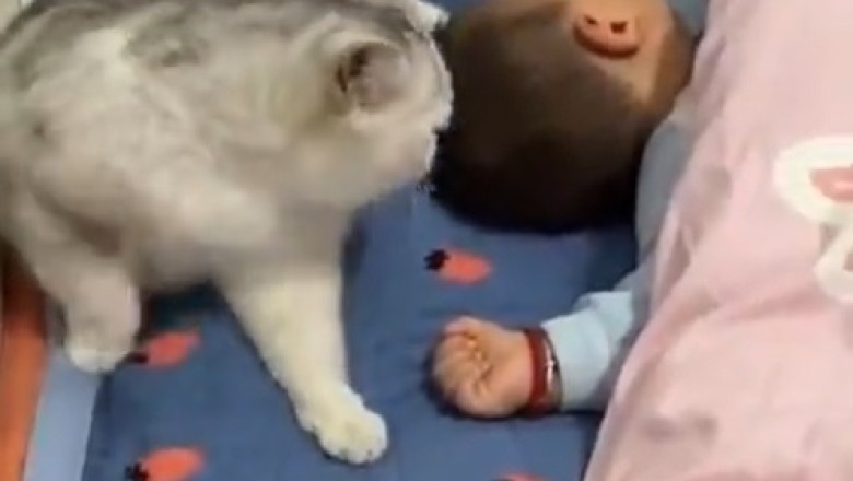Ultimate Cuteness Overload: Hilarious Moments of a Cat and Baby Boy Take the Internet by Storm!
