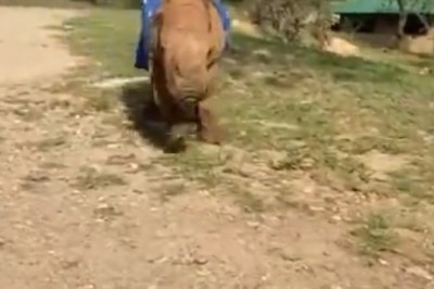 Unbelievable Footage: Watch as a Playful Rhino Goes for a Joyful Jog in Hilarious Video!