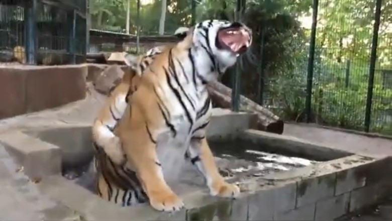 Unbelievable Tiger Showdown: Epic Battle in the Swimming Pool!