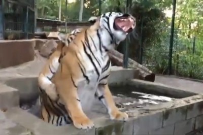 Unbelievable Tiger Showdown: Epic Battle in the Swimming Pool!