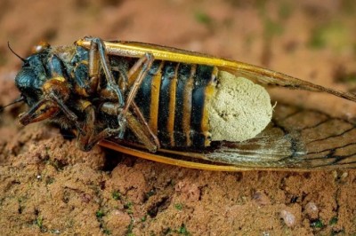 Zombie Cicadas: The Bizarre Fungal Invasion Sweeping the East and South USA!