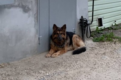 The Shocking Discovery in the Storm Drain That Left Everyone Speechless