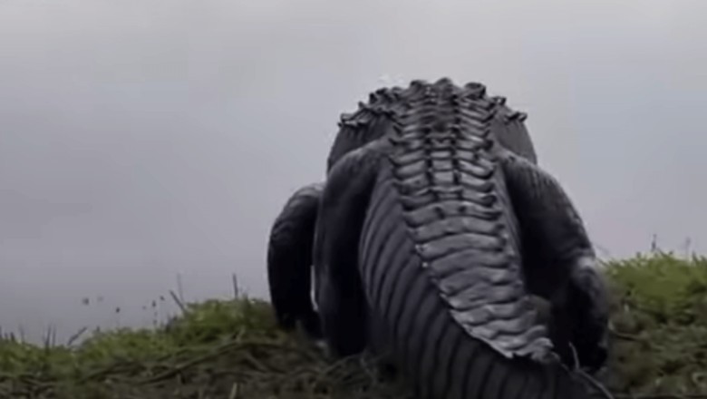 Unearthly Discovery: Giant Alligator Reveals Mind-Blowing Secret in Its Belly!