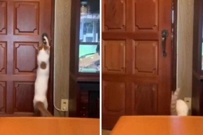 Cats Specializing in Burglaries: A Hilarious Compilation