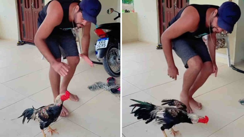 Man Teaches Rooster to Dance like Michael Jackson: A Viral Delight