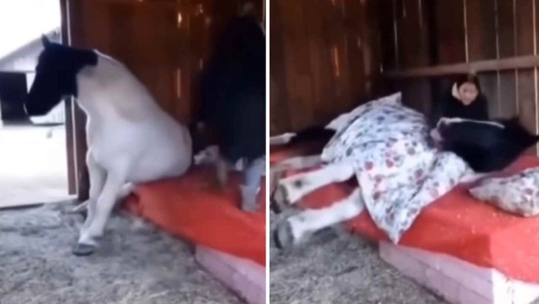 Spoiled Horse Only Sleeps When Put to Bed by Owner
