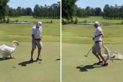 The Quirky World of Geese: From Fighters to the Unexpectedly Defeated