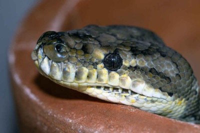 The Startling Truth: Decapitated Snakes Can Still Pose a Deadly Risk