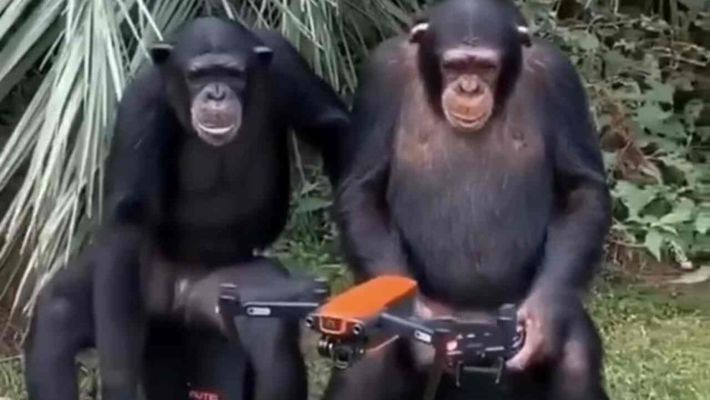 The Wonders of Chimpanzee Ingenuity: A Drone-Piloting Delight