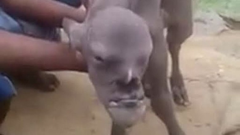 Unveiling the Enigmatic Tale of the Demon Goat That Stirs Fear and Wonder in India