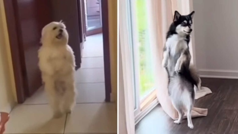 Whimsical Compilation of Dancing Dogs Sparks Joy and Laughter Across the Internet