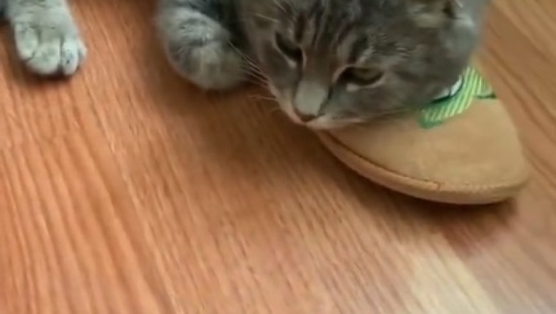 Claw-some Cat Waits with Bated Breath for Beloved Owner's Return!