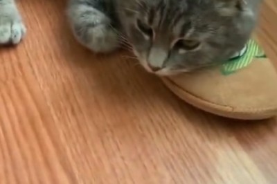 Claw-some Cat Waits with Bated Breath for Beloved Owner's Return!