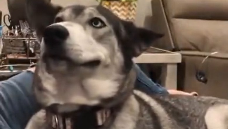 Doggo Delight: Watch This Adorable Pup Brighten Your Day with the Ultimate Smile!