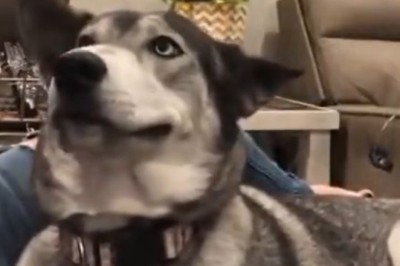 Doggo Delight: Watch This Adorable Pup Brighten Your Day with the Ultimate Smile!