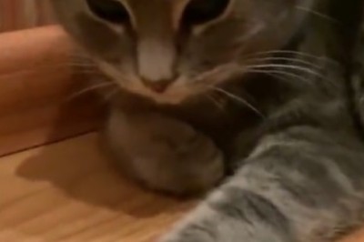 Hilarious Cat Has the Purrrfect Reaction While Patiently Waiting for Food!