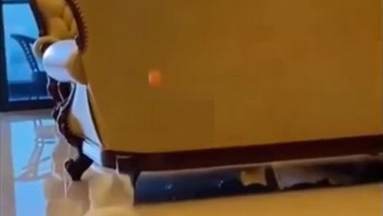 Hilarious Pets Gone Wild: You Won't Believe What They're Up To!