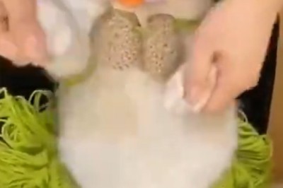 Meow-riffic Moves: Cat Channels Cleopatra in Purrfectly Paw-some Egyptian Dance Routine!