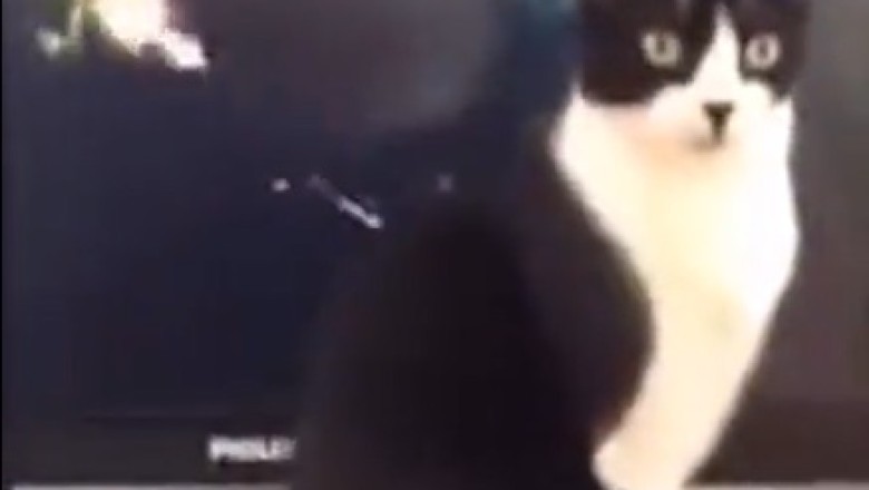 Pawsome Gamer: Watch in Awe as This Cat Masters the Art of PlayStation Playtime!