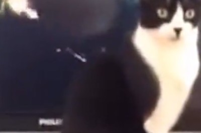 Pawsome Gamer: Watch in Awe as This Cat Masters the Art of PlayStation Playtime!