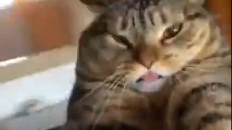 Purr-fectly Hilarious: Cat Goes Full-On Director Mode While Making His Meow-vie Masterpiece!