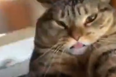 Purr-fectly Hilarious: Cat Goes Full-On Director Mode While Making His Meow-vie Masterpiece!