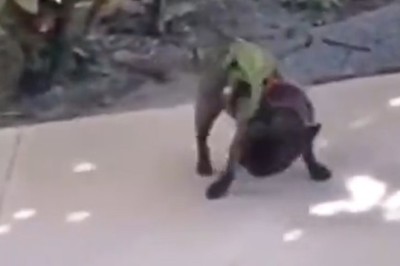 Tail Tangle Showdown: Dog vs. Lizard - Who Will Win the Battle of the Bizarre?