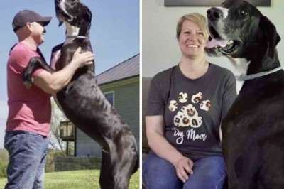 Gentle Giant' Guinness World Record's Largest Dog Afraid of Family Vacuum Cleaner