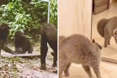 Hilarious Video Shows Animals in Front of a Mirror for the First Time