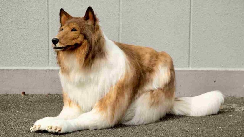 Man Who Spent $16,000 to 'Become' a Dog Now Wants to Transform Into Another Animal