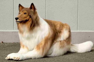 Man Who Spent $16,000 to 'Become' a Dog Now Wants to Transform Into Another Animal