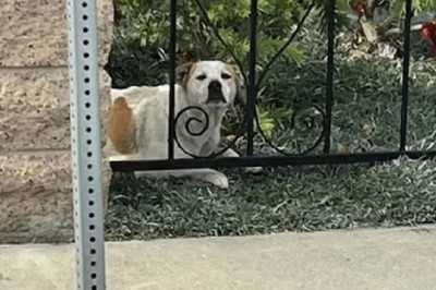 Heartwarming Rescue: Pregnant Dog Saved from Under Bush Gives Birth to Six Puppies!