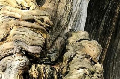 Can You Spot the Hidden Cat in Less Than 10 Seconds? Internet Challenge Leaves Users Puzzled