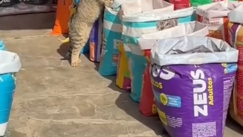 Cat Goes Grocery Shopping: Bag of Grains Becomes Buffet!