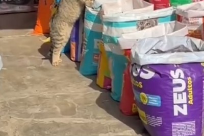 Cat Goes Grocery Shopping: Bag of Grains Becomes Buffet!