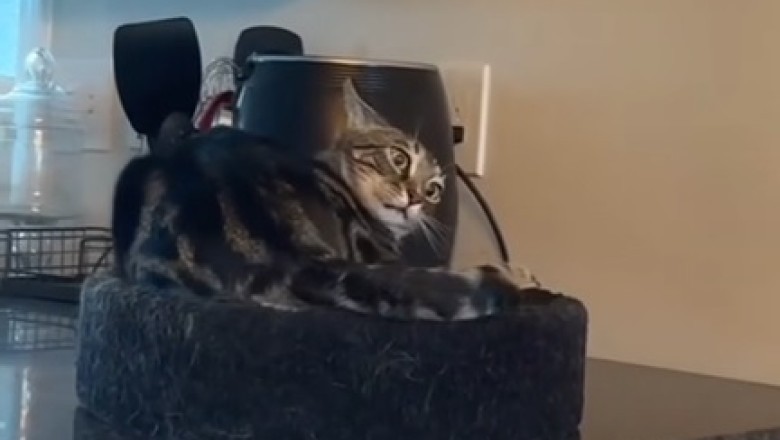 Cat's Hilarious Reaction to Mystery Kitchen Creature!