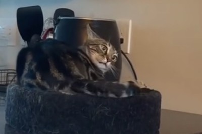 Cat's Hilarious Reaction to Mystery Kitchen Creature!