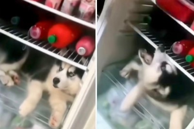 Comedy and Canine Charm: Hilarious Husky Takes Over Fridge and Helps Owner with Diet, Delighting Internet