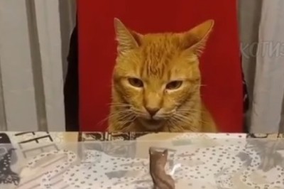 Feline Puppet Show: Cat's Hilarious Puppet Dancing Duo!