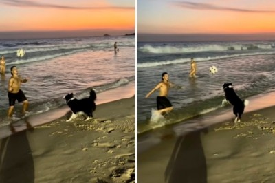Fur-tastic Footvolley Sensation: Meet Floki, the Brazilian Border Collie Winning Hearts Online