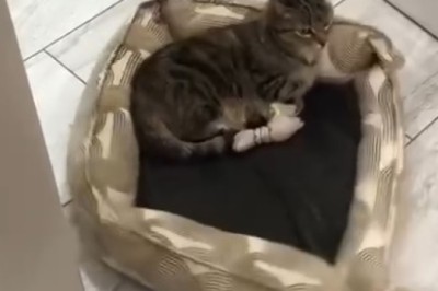 Hilarious Showdown: Tiny Dog vs Stubborn Cat!