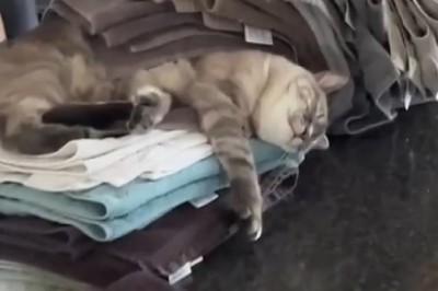 Snooze Fest: Cat Takes Table Napping to a Whole New Level!