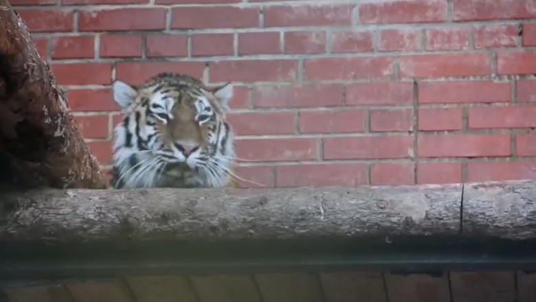 ROFL: Tiger in a Zoo Goes Bonkers - Hilarious Chaos Ensues!