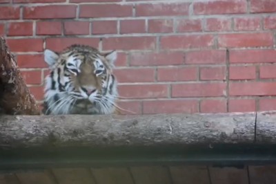 ROFL: Tiger in a Zoo Goes Bonkers - Hilarious Chaos Ensues!