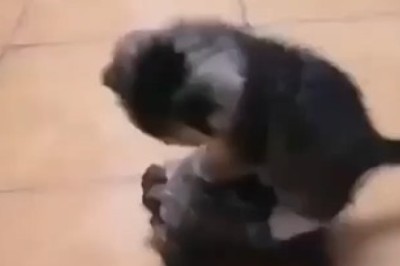 Unlikely Friendship: Kitten Rides Turtle Like a Boss!