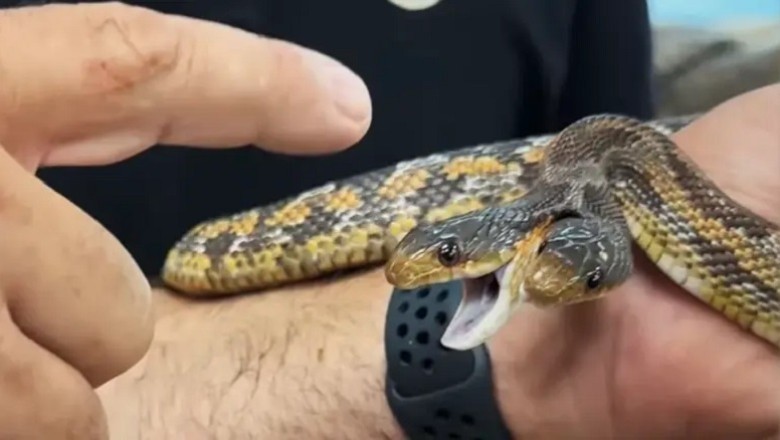 Captivating Encounter: The Astonishing Two-Headed Snake Unveiled at Fountain Valley Zoo