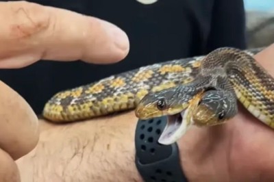 Captivating Encounter: The Astonishing Two-Headed Snake Unveiled at Fountain Valley Zoo