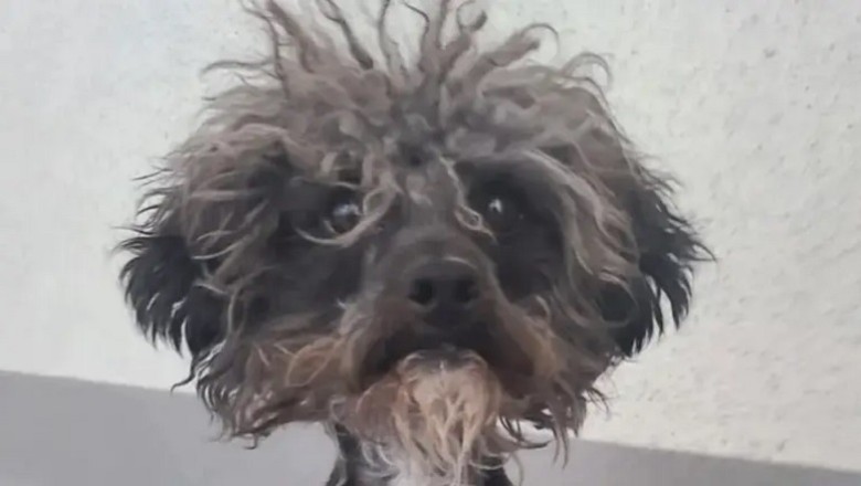 From 'Ugliest Dog' to Dapper Gentleman: The Incredible Transformation That Stunned the World!