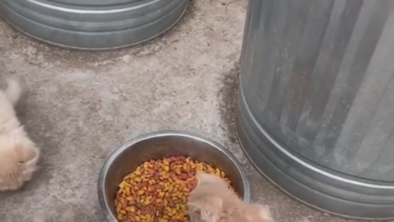 Epic Cat Buffet: Watch these Adorable Gluttons Chow Down!